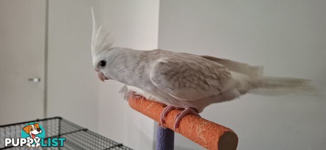 Hand raised cockatiels