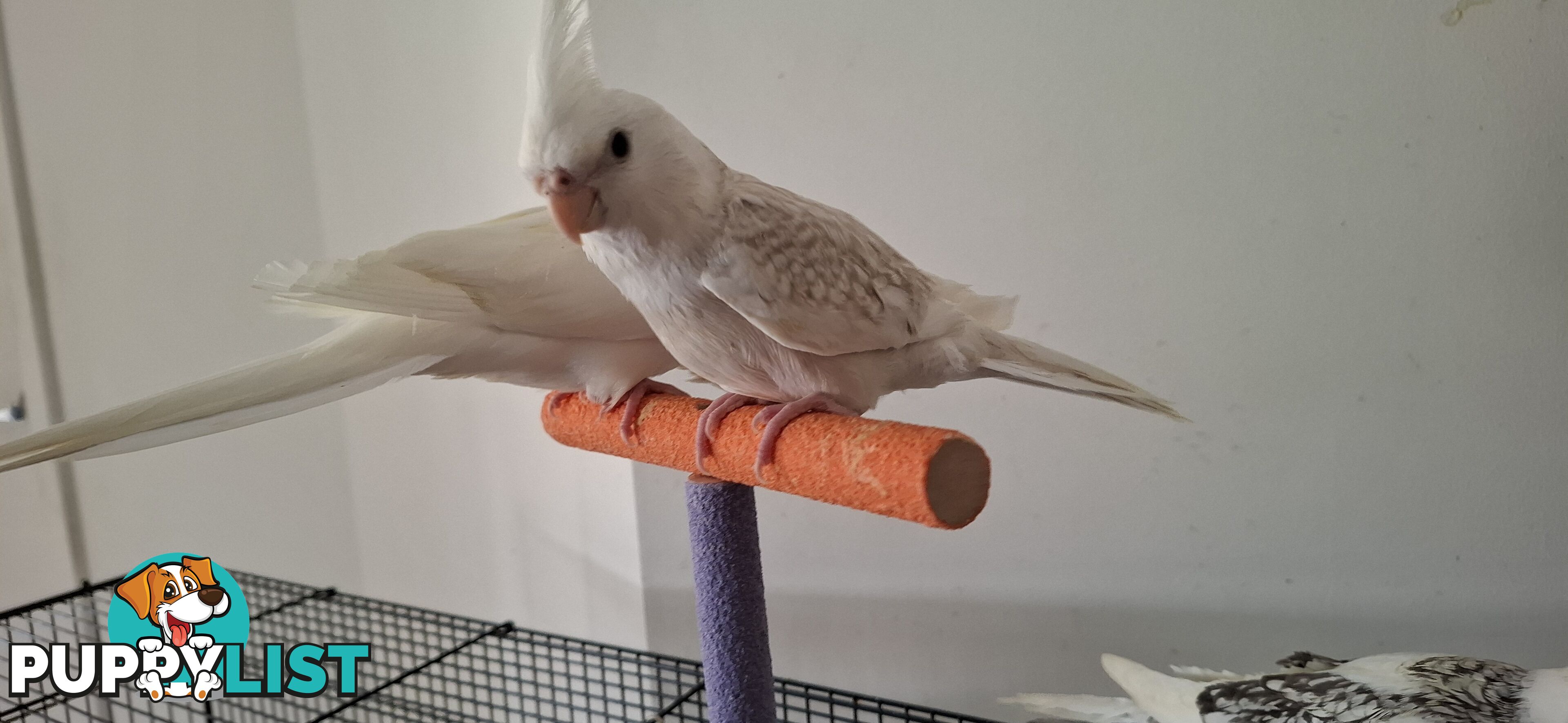 Hand raised cockatiels