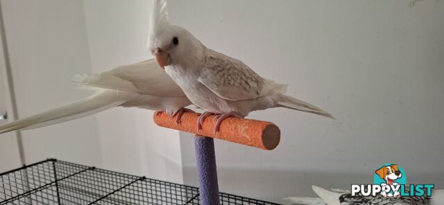 Hand raised cockatiels