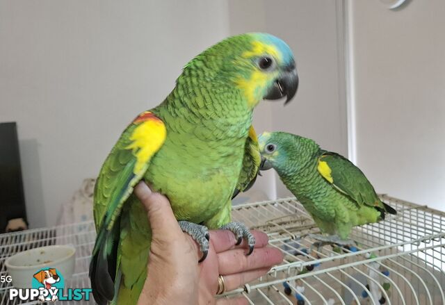 Hand raised pair blue fronted Amazon's