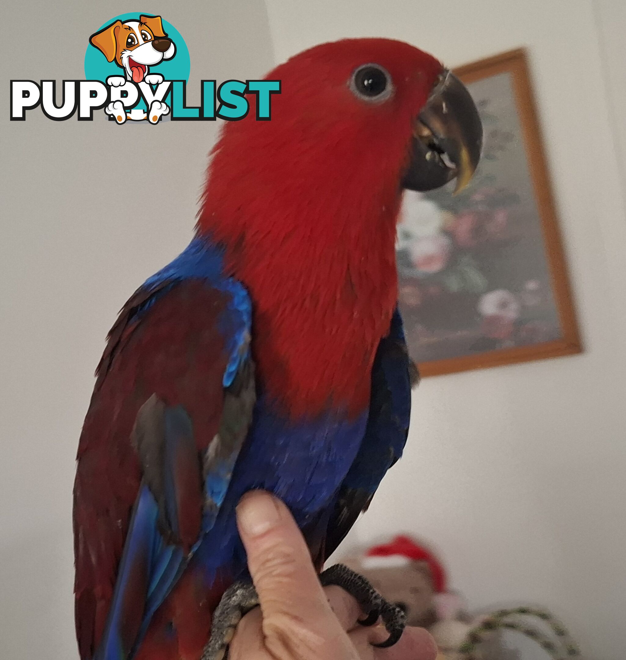 Females eclectus hand raised
