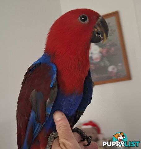 Females eclectus hand raised