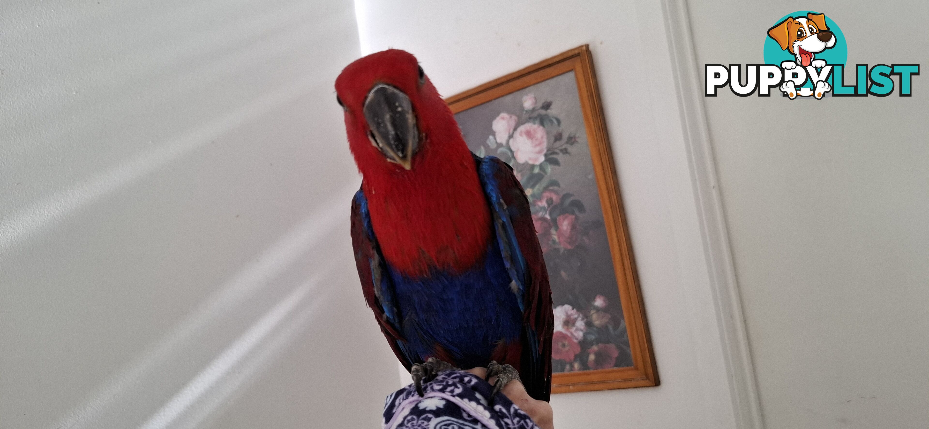 Females eclectus hand raised
