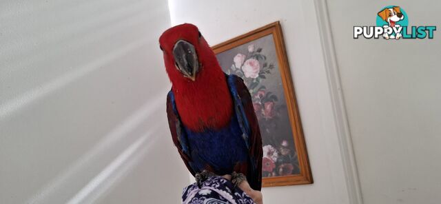 Females eclectus hand raised