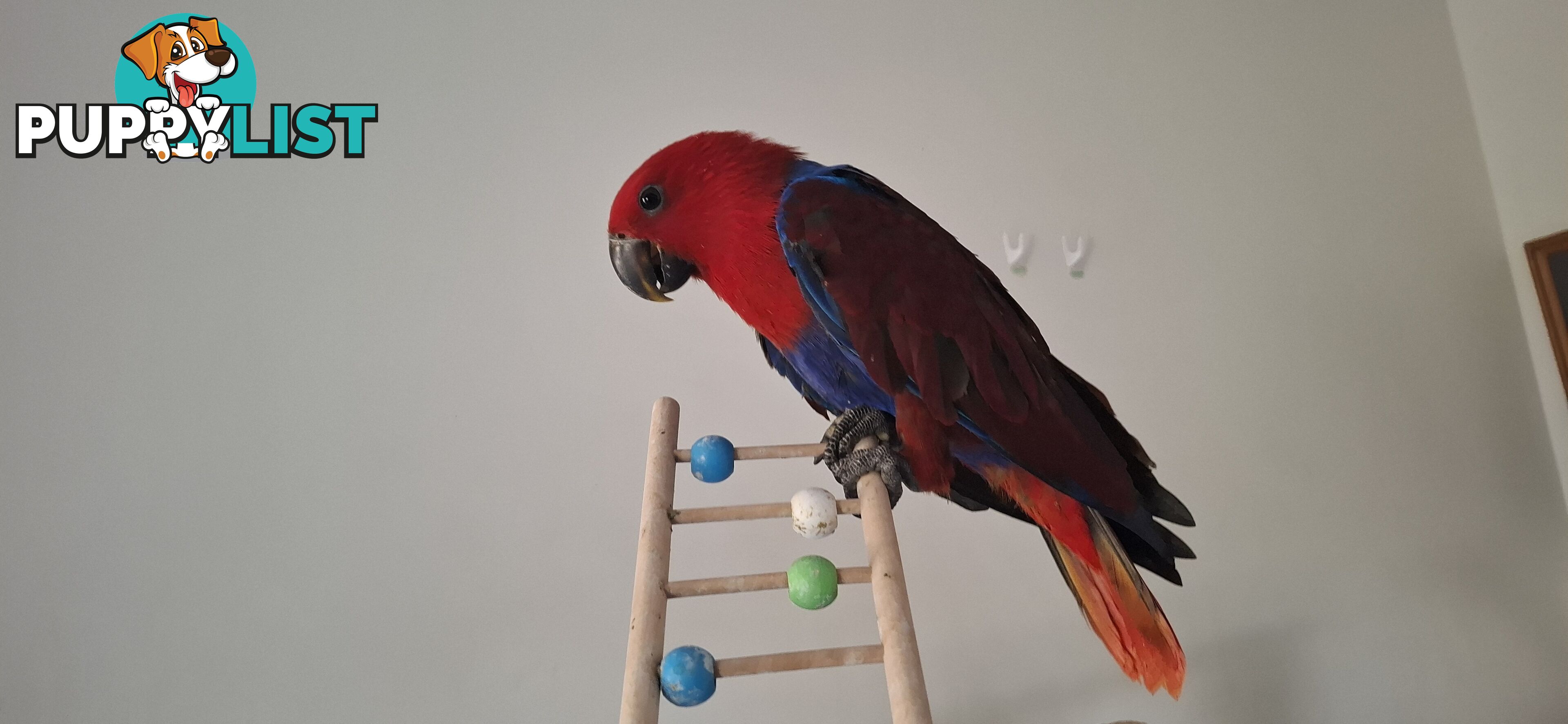 Females eclectus hand raised