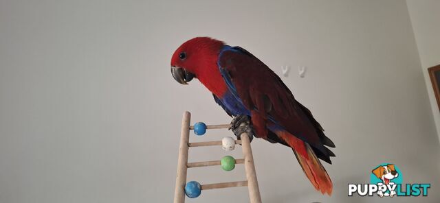 Females eclectus hand raised