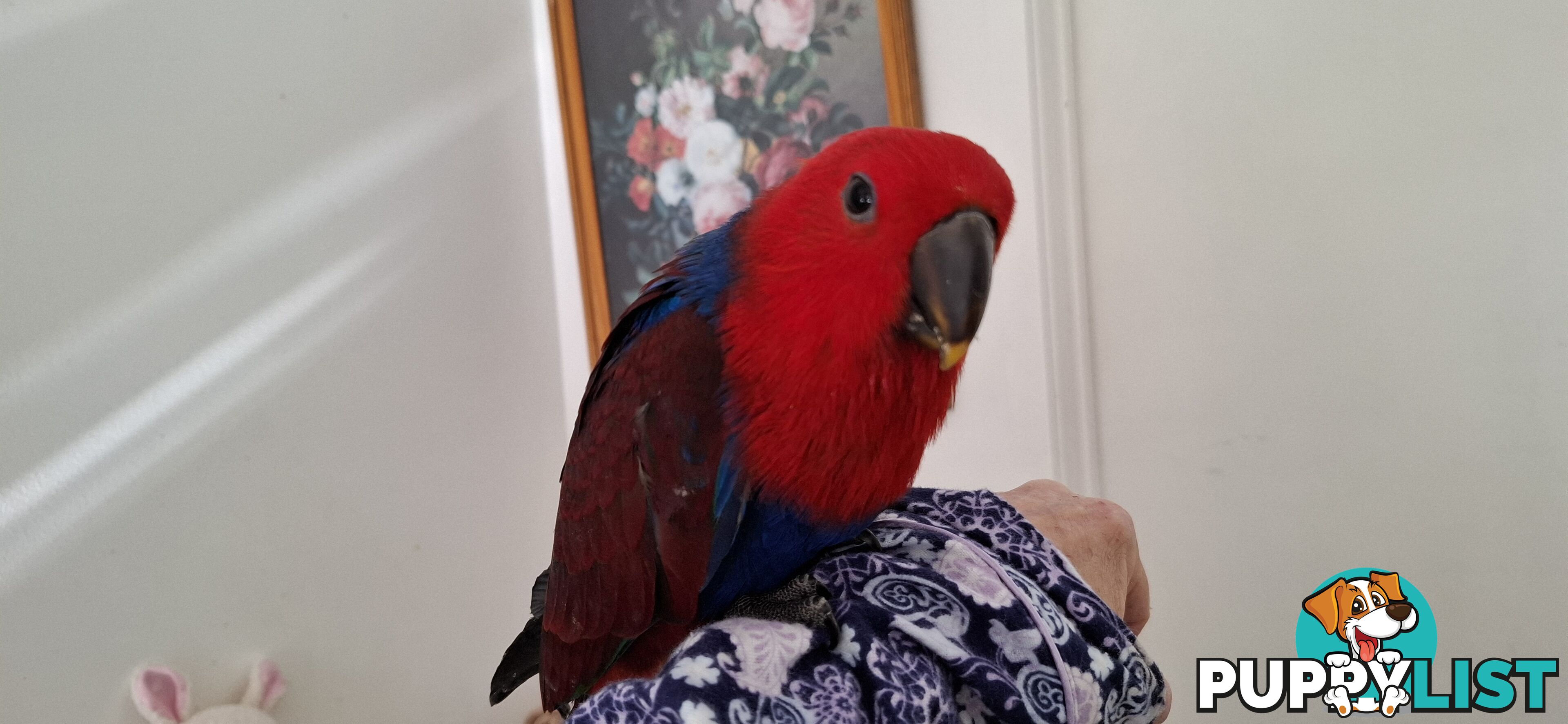 Females eclectus hand raised