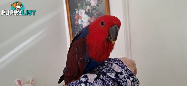 Females eclectus hand raised