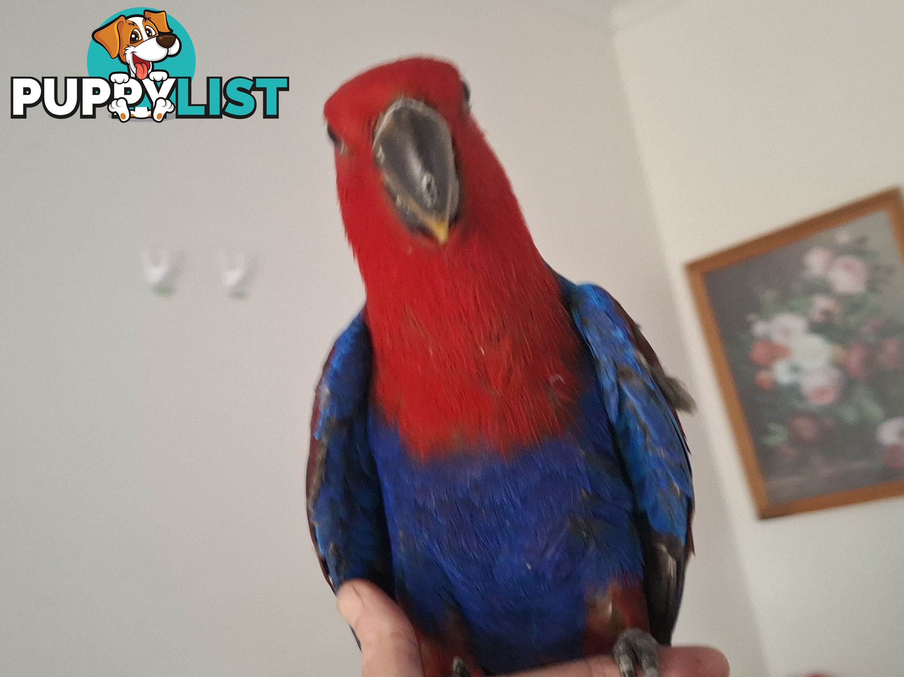 Females eclectus hand raised