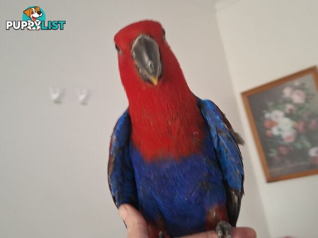 Females eclectus hand raised