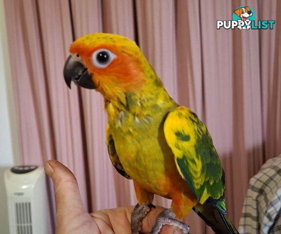 Hand raised sun conure