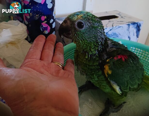 Blue fronted amazon's hand raised