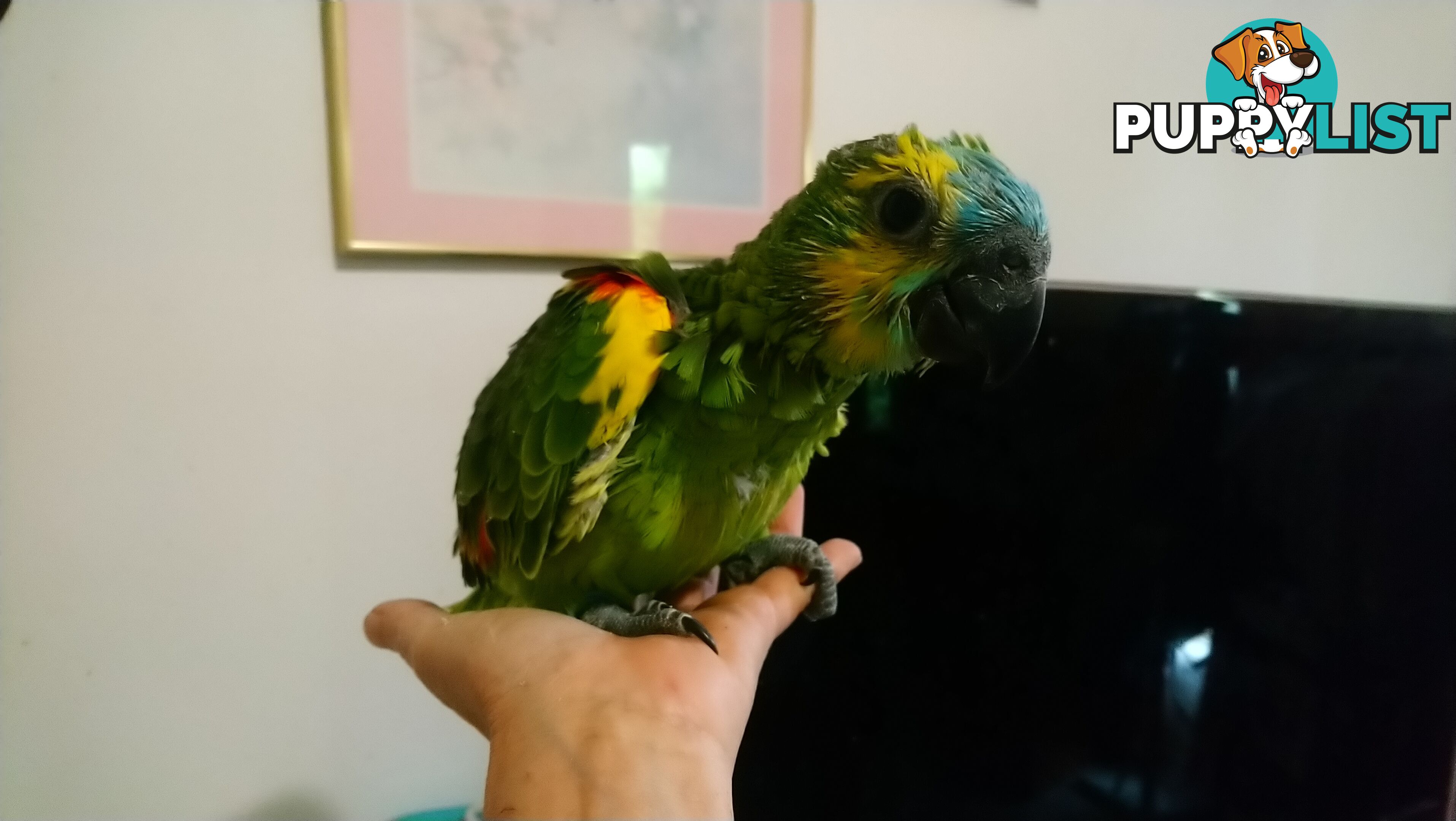 Blue fronted amazon's hand raised