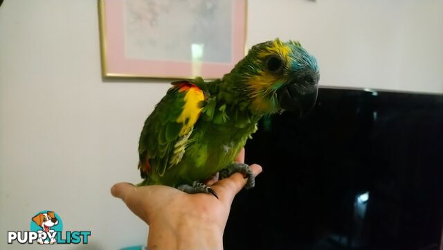 Blue fronted amazon's hand raised