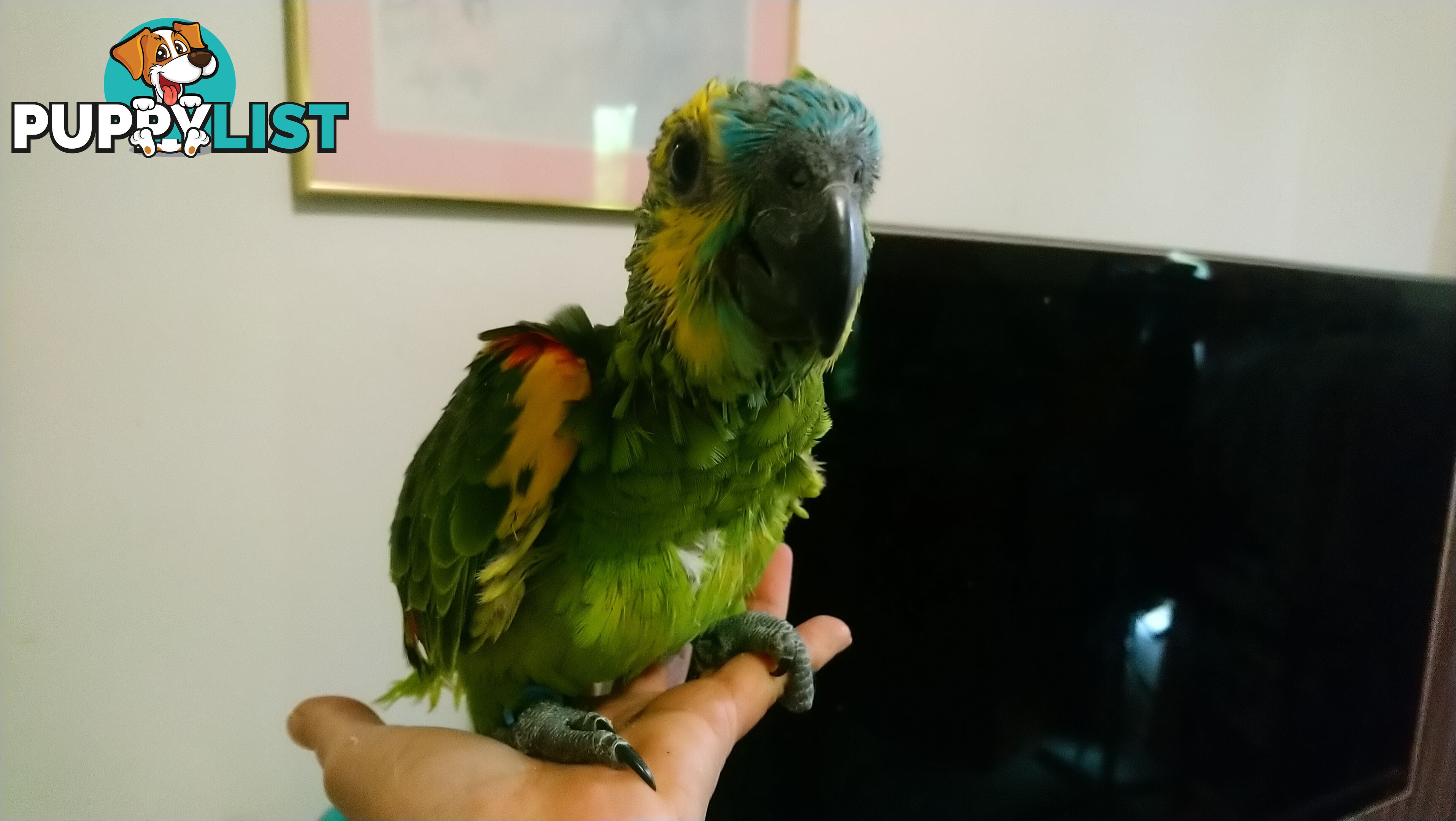 Blue fronted amazon's hand raised