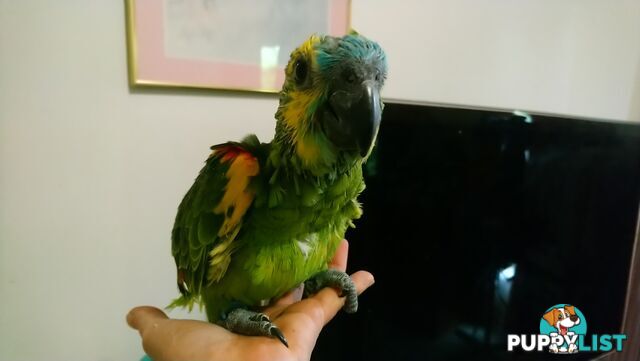 Blue fronted amazon's hand raised