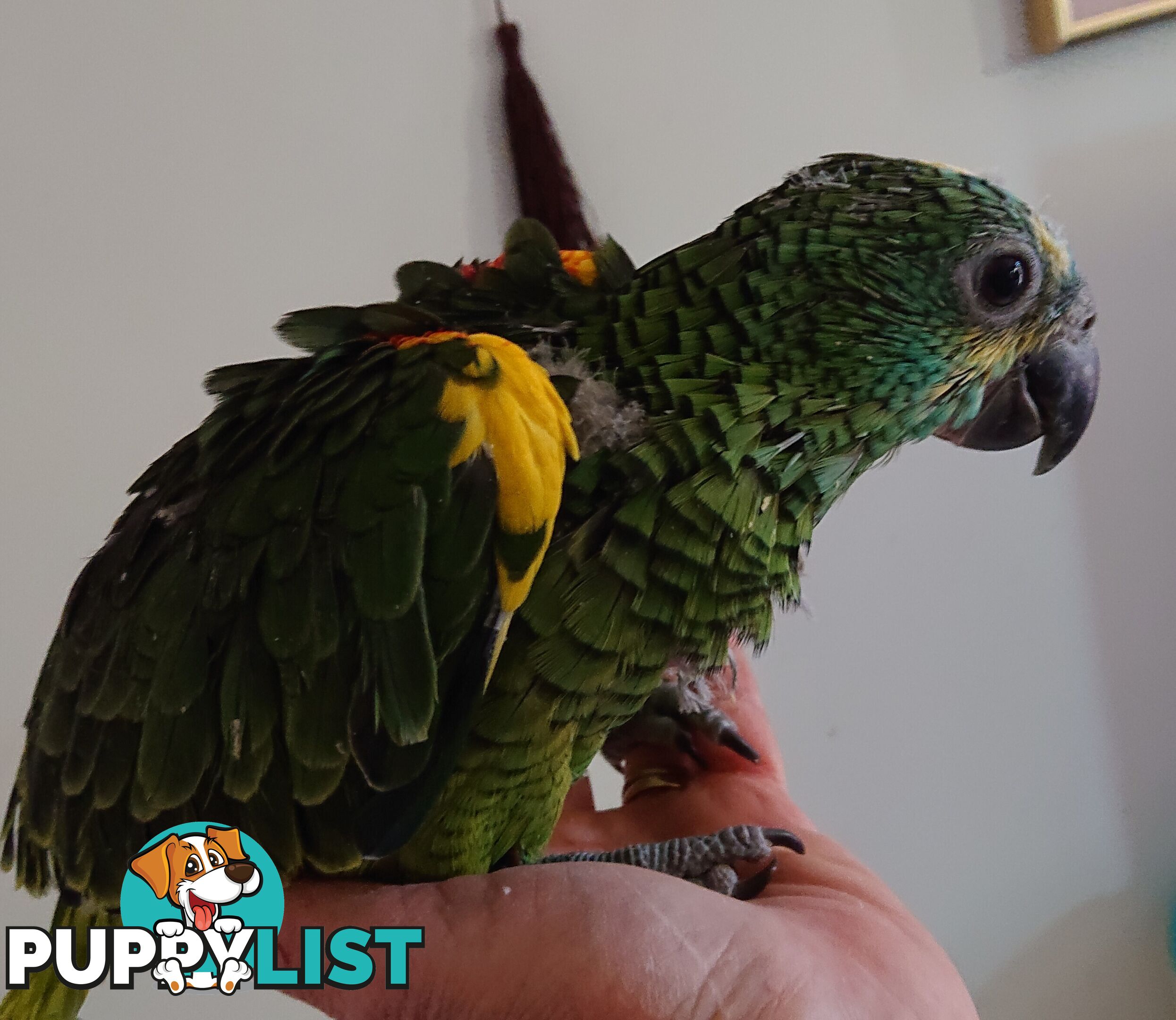 Blue fronted amazon's hand raised