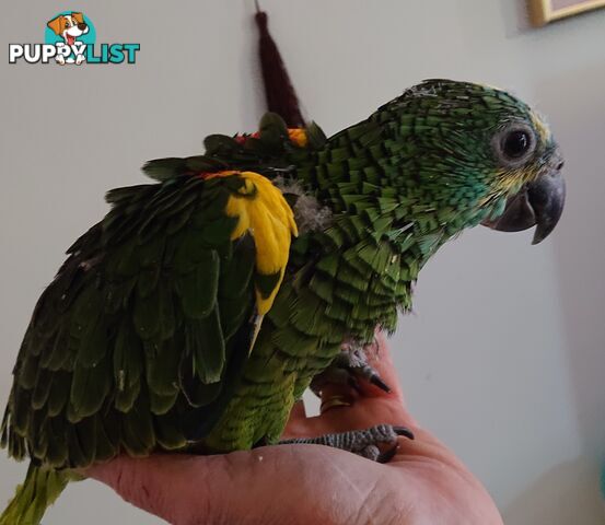 Blue fronted amazon's hand raised