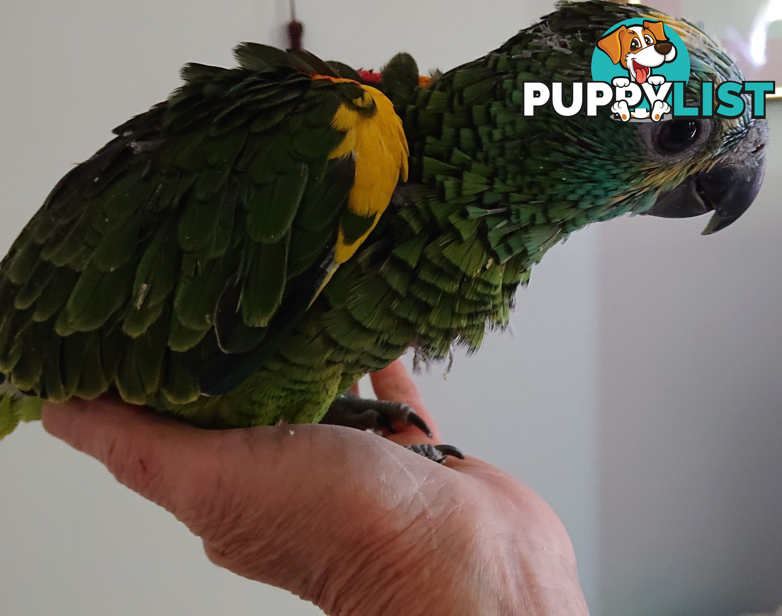 Blue fronted amazon's hand raised