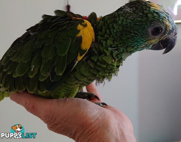 Blue fronted amazon's hand raised