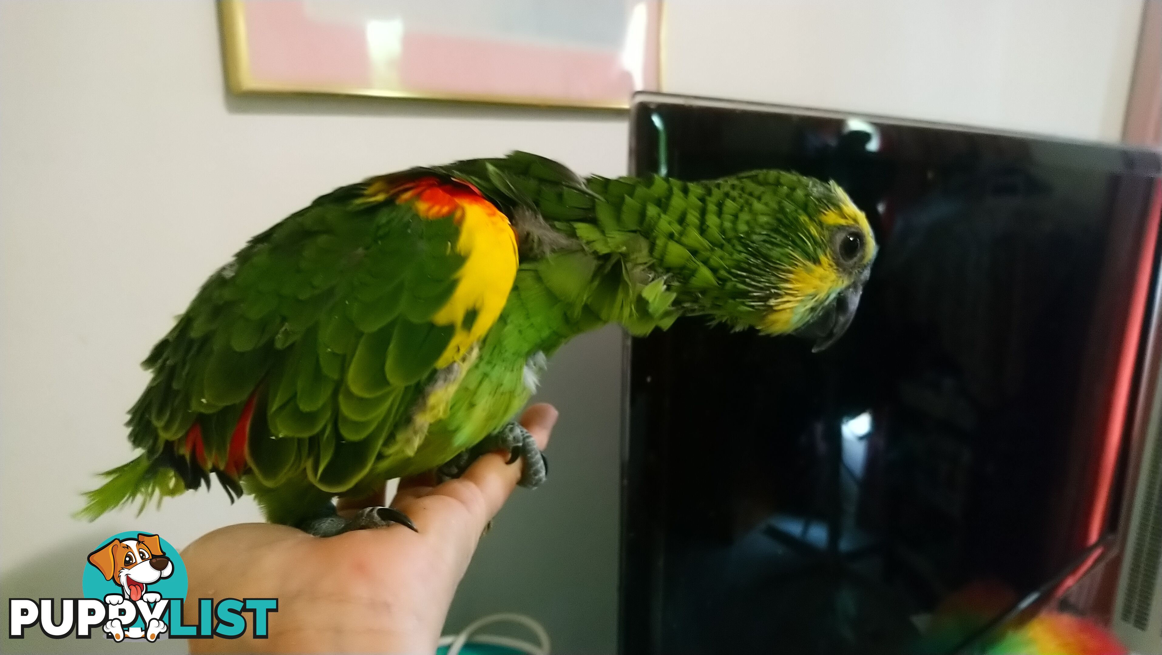 Blue fronted amazon's hand raised