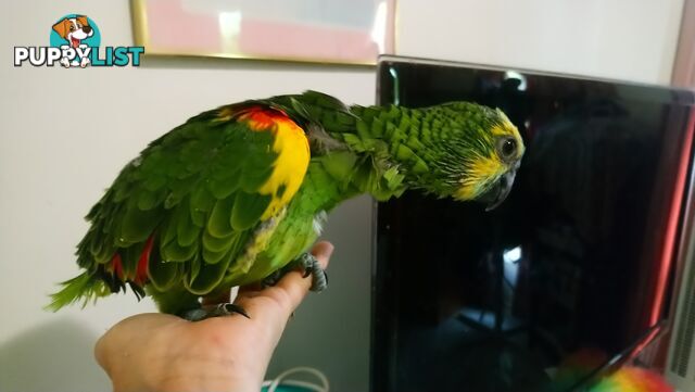 Blue fronted amazon's hand raised