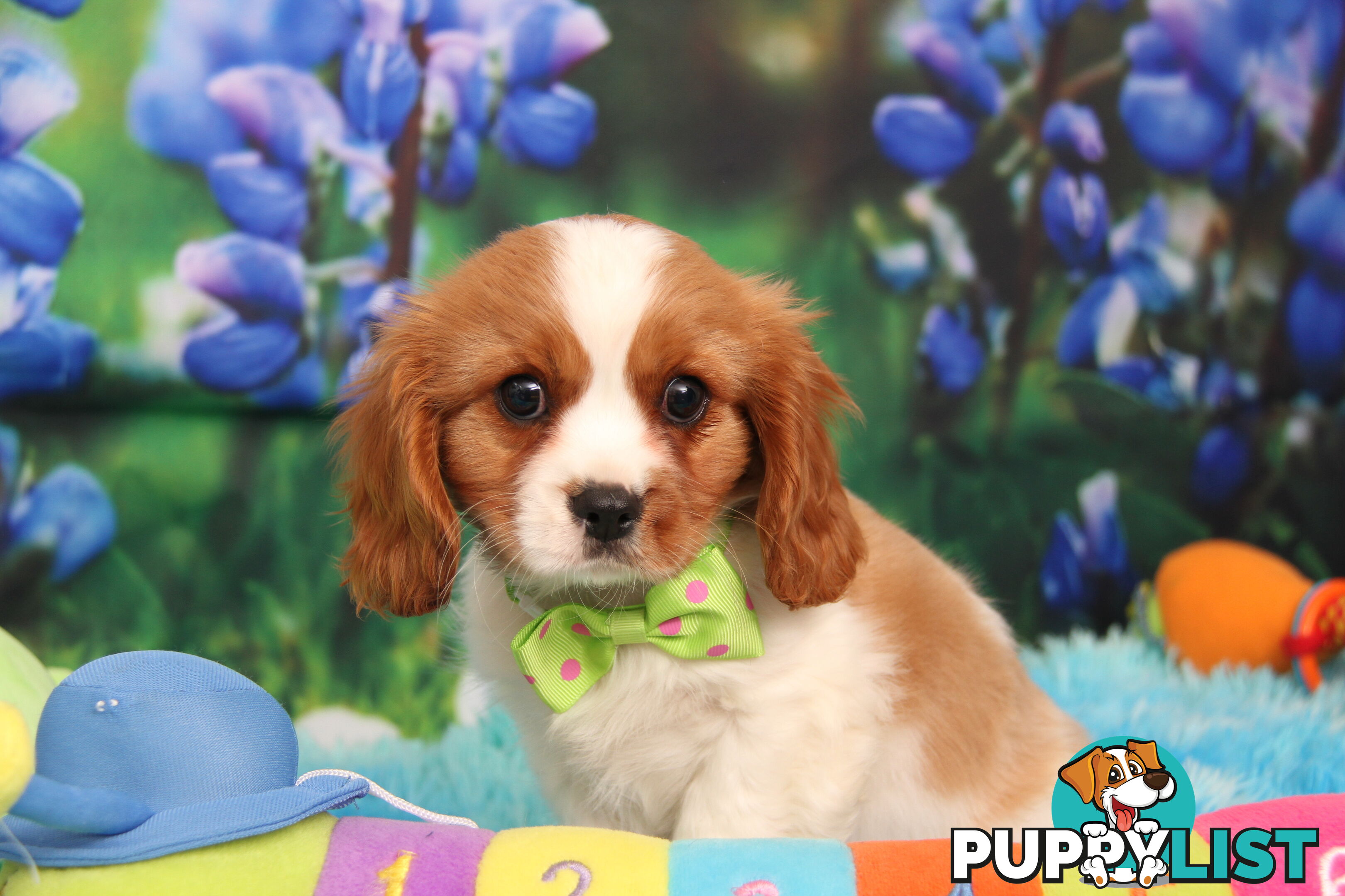 CAVALIER KING CHARLES MALE PUPPIES DNA CLEAR CUTE & CUDDLY