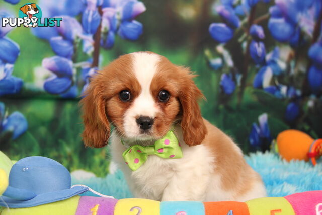 CAVALIER KING CHARLES MALE PUPPIES DNA CLEAR CUTE & CUDDLY