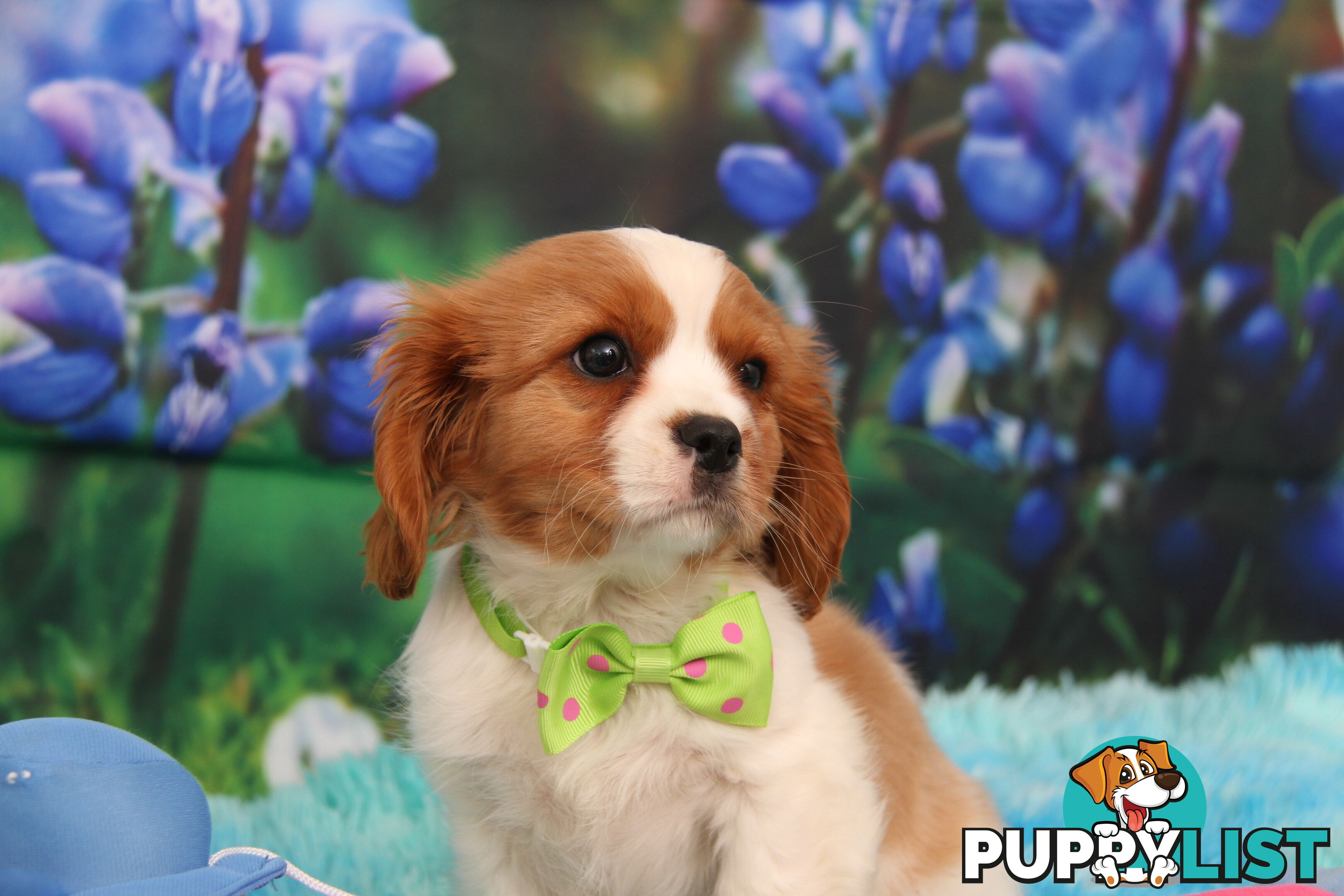 CAVALIER KING CHARLES MALE PUPPIES DNA CLEAR CUTE & CUDDLY