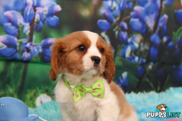 CAVALIER KING CHARLES MALE PUPPIES DNA CLEAR CUTE & CUDDLY