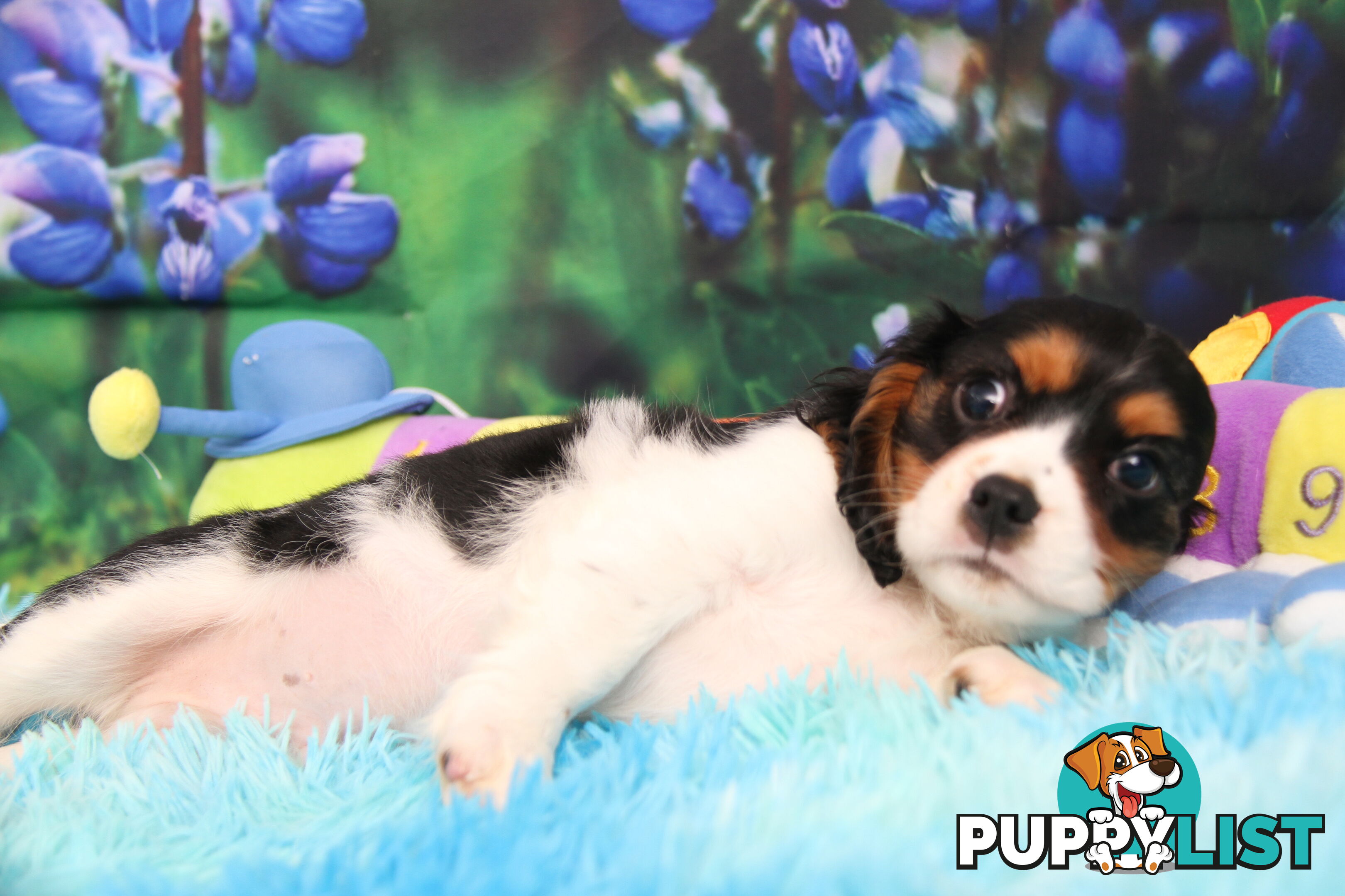 CAVALIER KING CHARLES MALE PUPPIES DNA CLEAR CUTE & CUDDLY