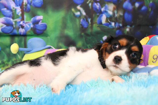 CAVALIER KING CHARLES MALE PUPPIES DNA CLEAR CUTE & CUDDLY