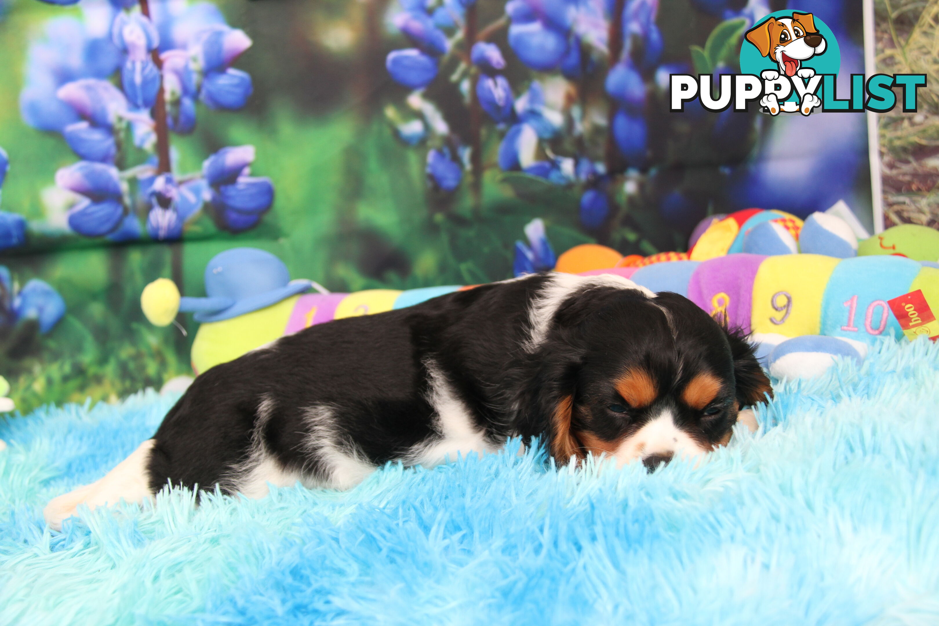 CAVALIER KING CHARLES MALE PUPPIES DNA CLEAR CUTE & CUDDLY