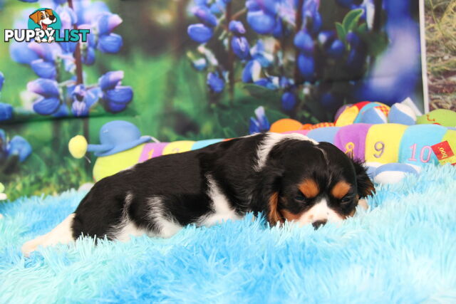 CAVALIER KING CHARLES MALE PUPPIES DNA CLEAR CUTE & CUDDLY