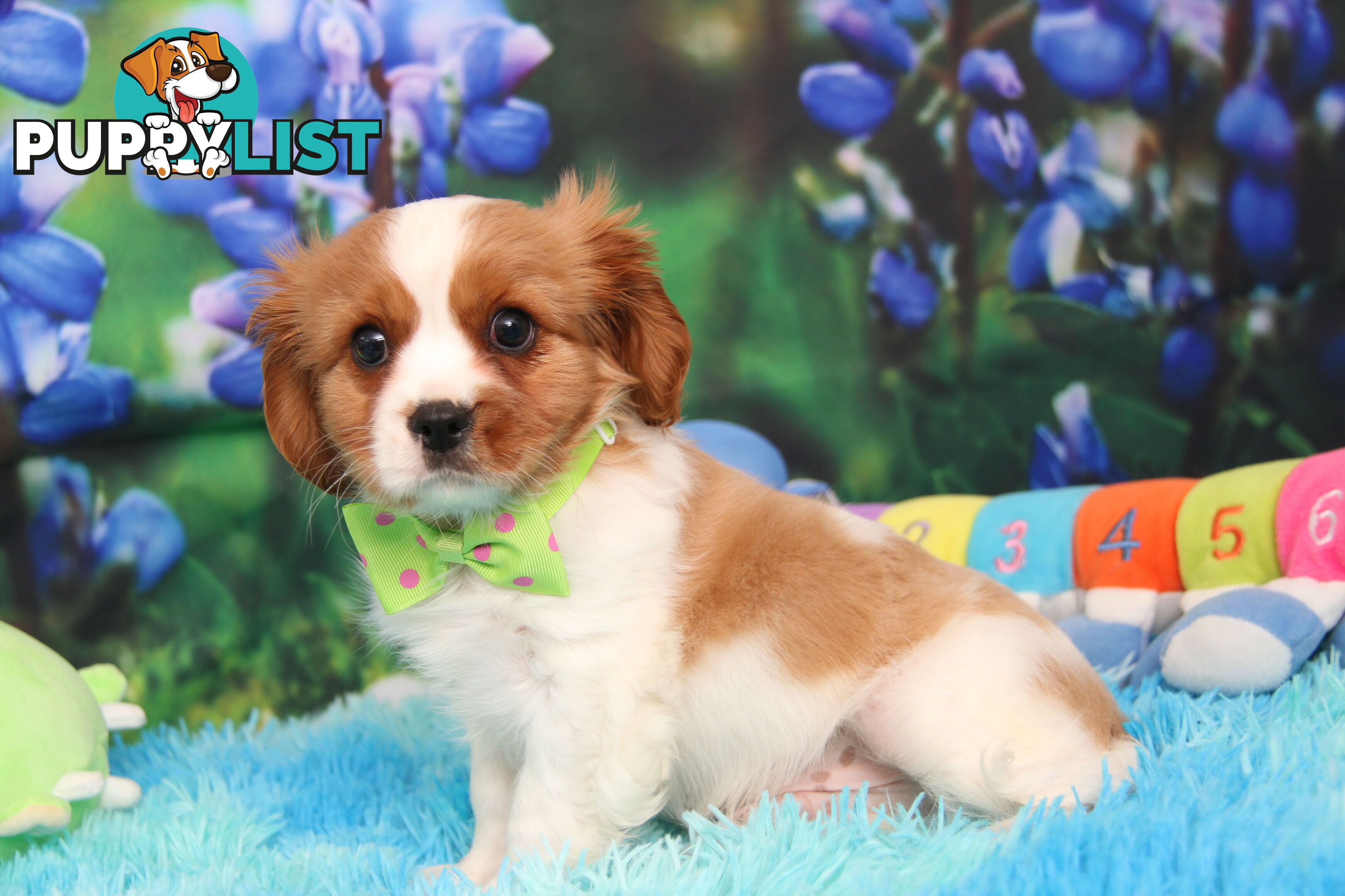 CAVALIER KING CHARLES MALE PUPPIES DNA CLEAR CUTE & CUDDLY