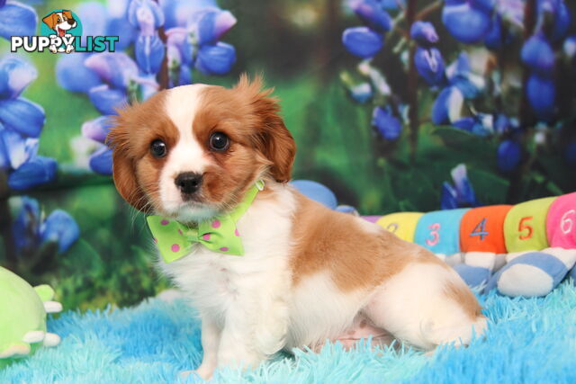CAVALIER KING CHARLES MALE PUPPIES DNA CLEAR CUTE & CUDDLY