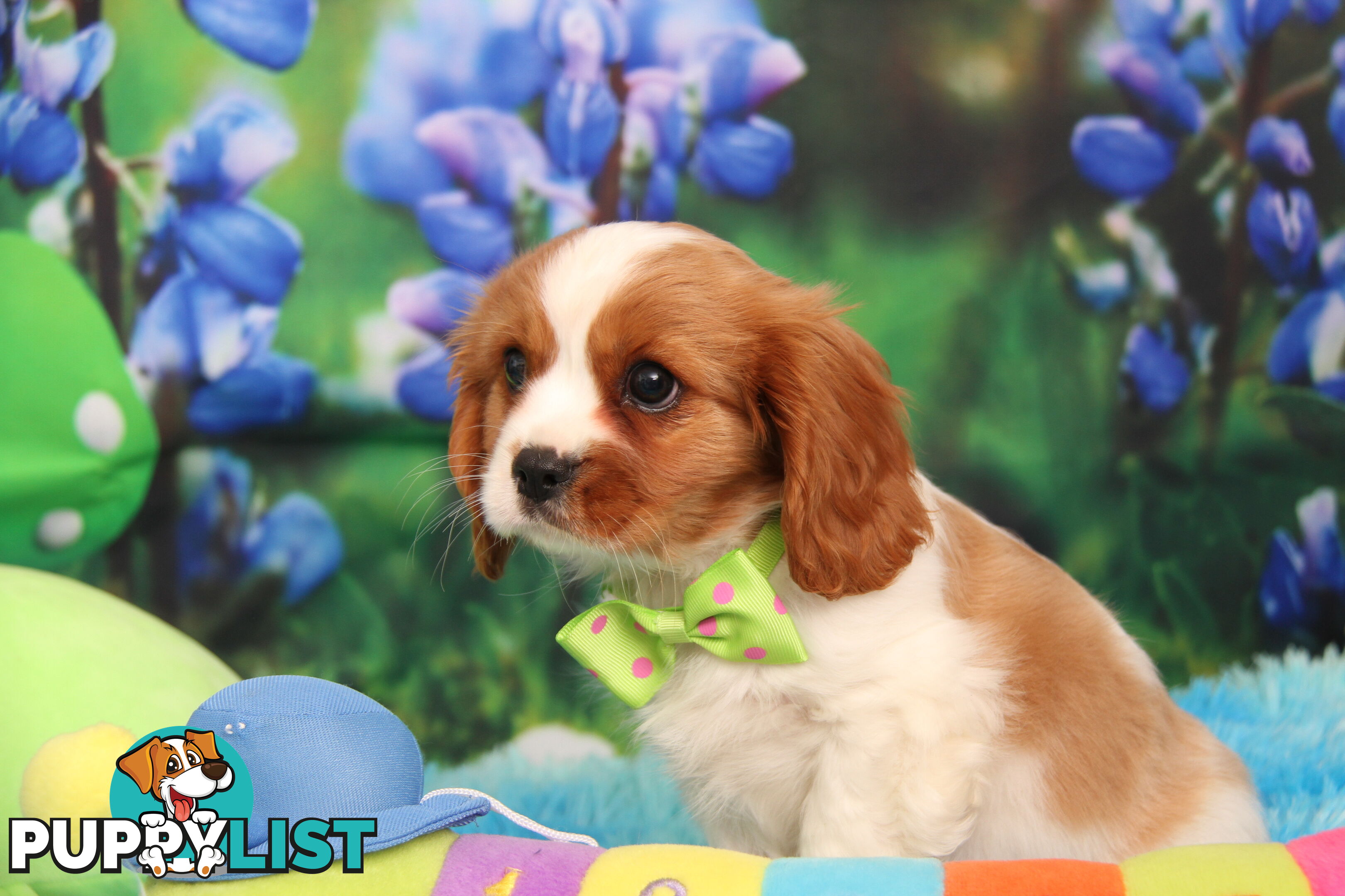 CAVALIER KING CHARLES MALE PUPPIES DNA CLEAR CUTE & CUDDLY