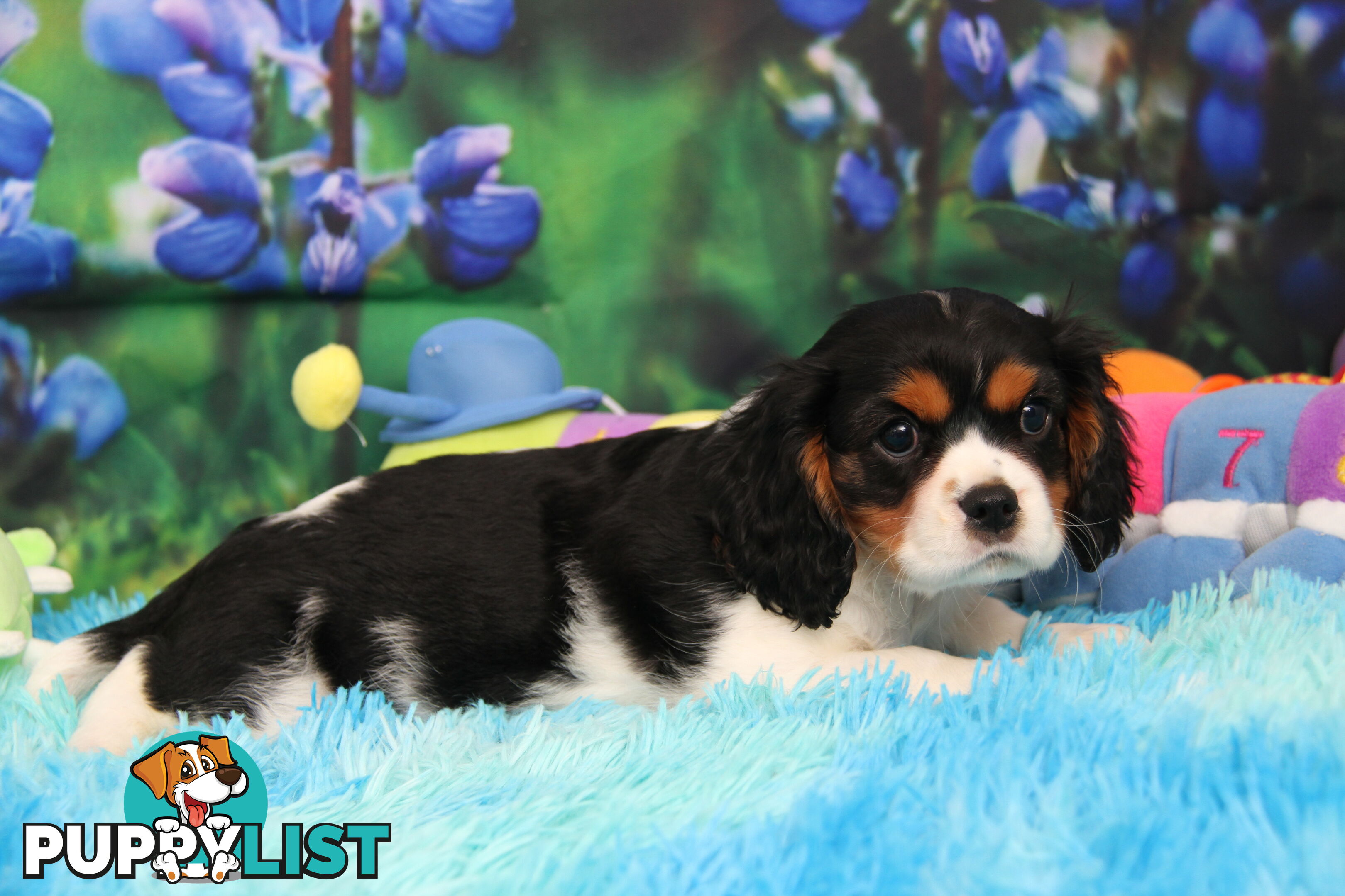 CAVALIER KING CHARLES MALE PUPPIES DNA CLEAR CUTE & CUDDLY