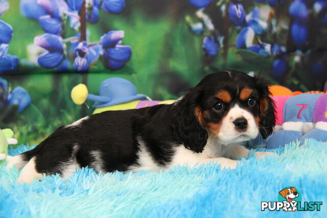 CAVALIER KING CHARLES MALE PUPPIES DNA CLEAR CUTE & CUDDLY
