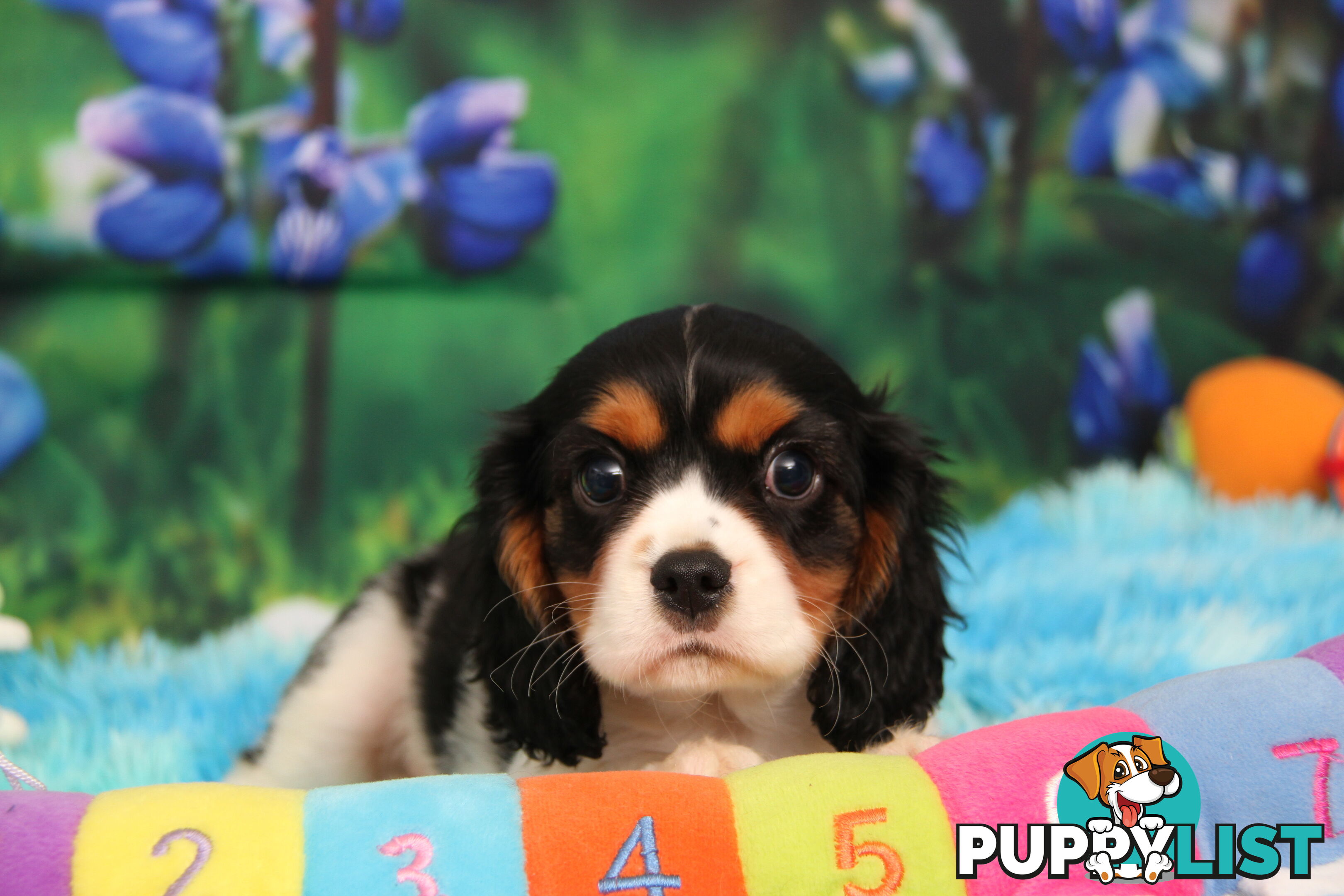 CAVALIER KING CHARLES MALE PUPPIES DNA CLEAR CUTE & CUDDLY