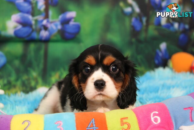 CAVALIER KING CHARLES MALE PUPPIES DNA CLEAR CUTE & CUDDLY