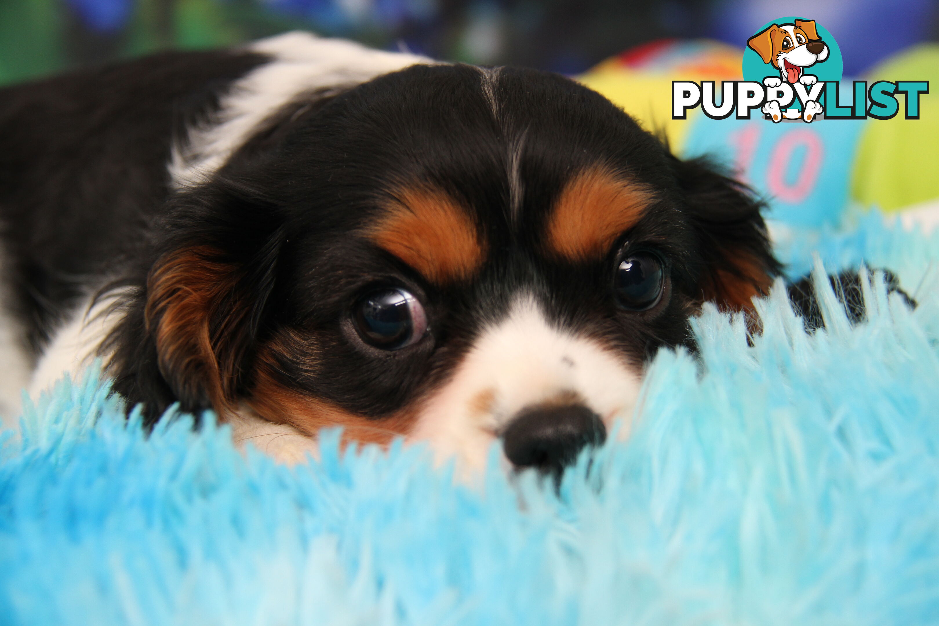 CAVALIER KING CHARLES MALE PUPPIES DNA CLEAR CUTE & CUDDLY