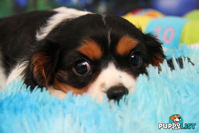 CAVALIER KING CHARLES MALE PUPPIES DNA CLEAR CUTE & CUDDLY