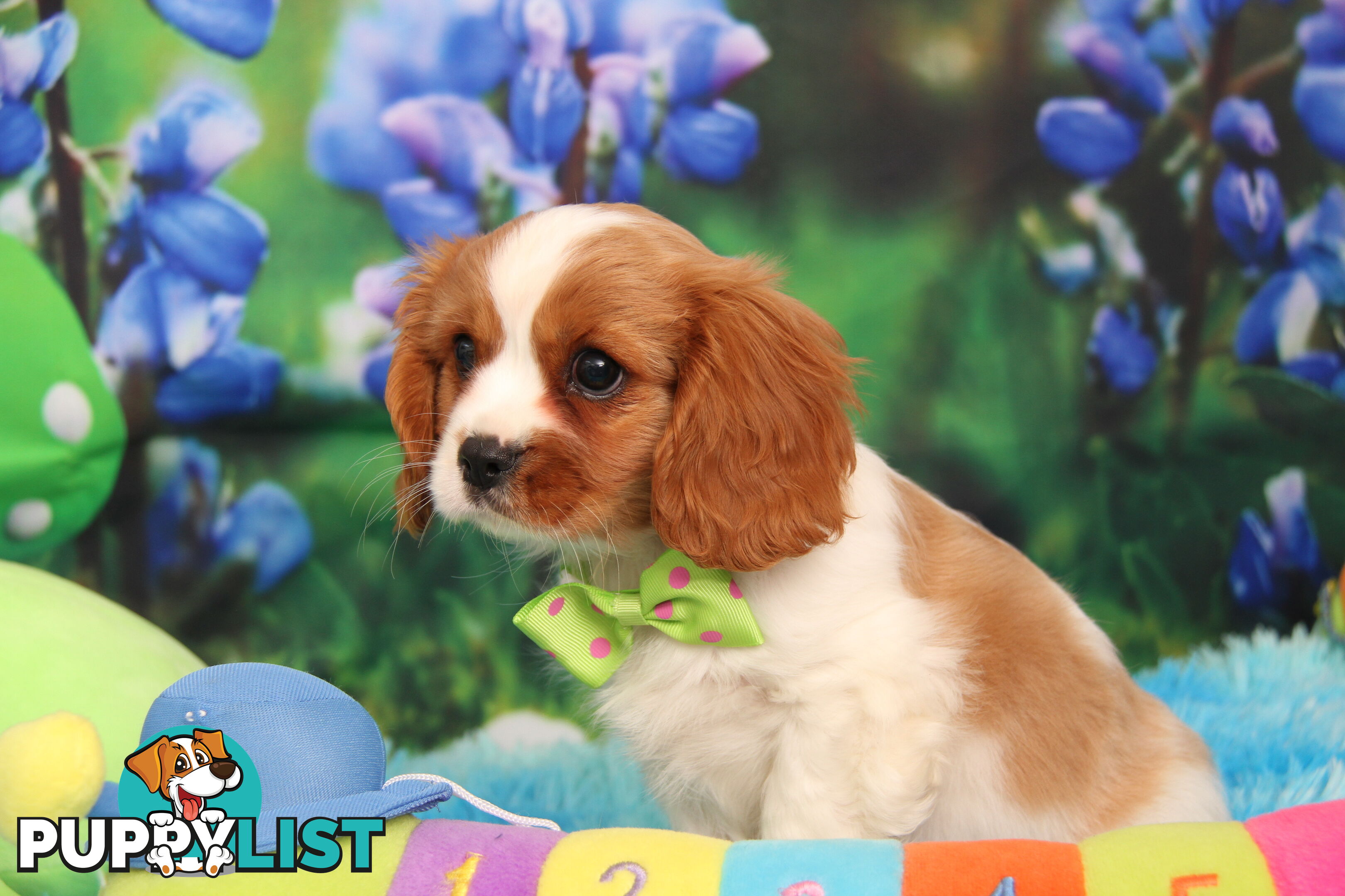 CAVALIER KING CHARLES MALE PUPPIES DNA CLEAR CUTE & CUDDLY
