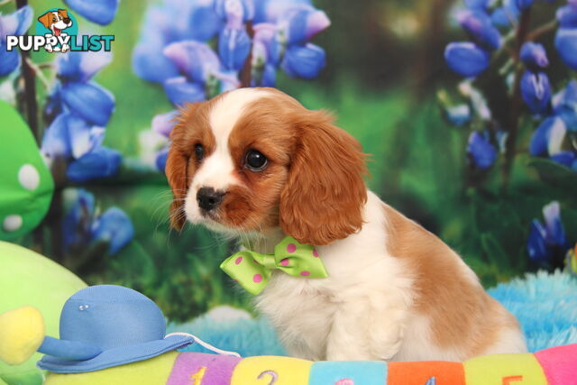 CAVALIER KING CHARLES MALE PUPPIES DNA CLEAR CUTE & CUDDLY