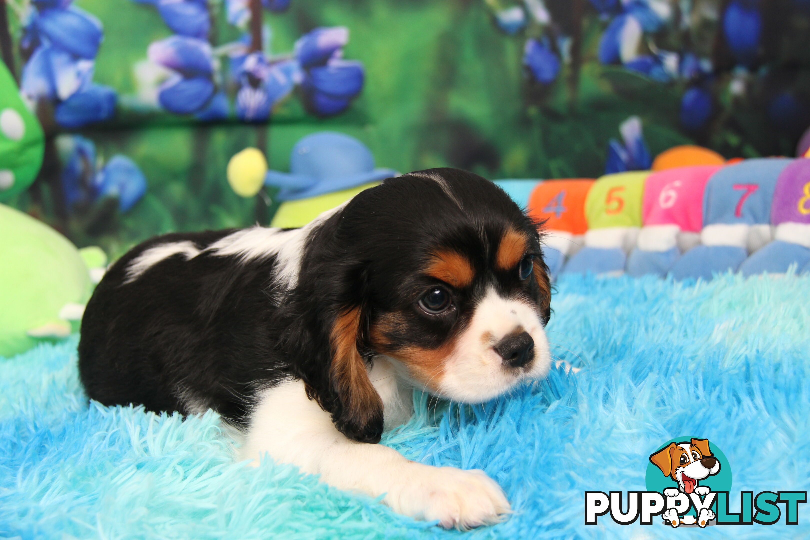 CAVALIER KING CHARLES MALE PUPPIES DNA CLEAR CUTE & CUDDLY