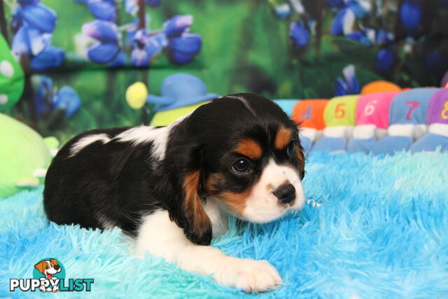CAVALIER KING CHARLES MALE PUPPIES DNA CLEAR CUTE & CUDDLY