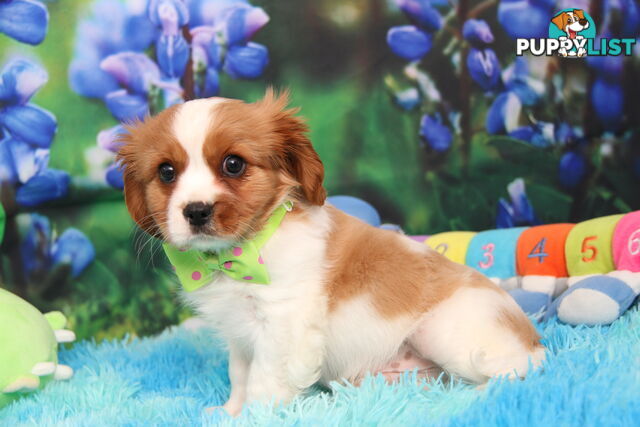 CAVALIER KING CHARLES MALE PUPPIES DNA CLEAR CUTE & CUDDLY