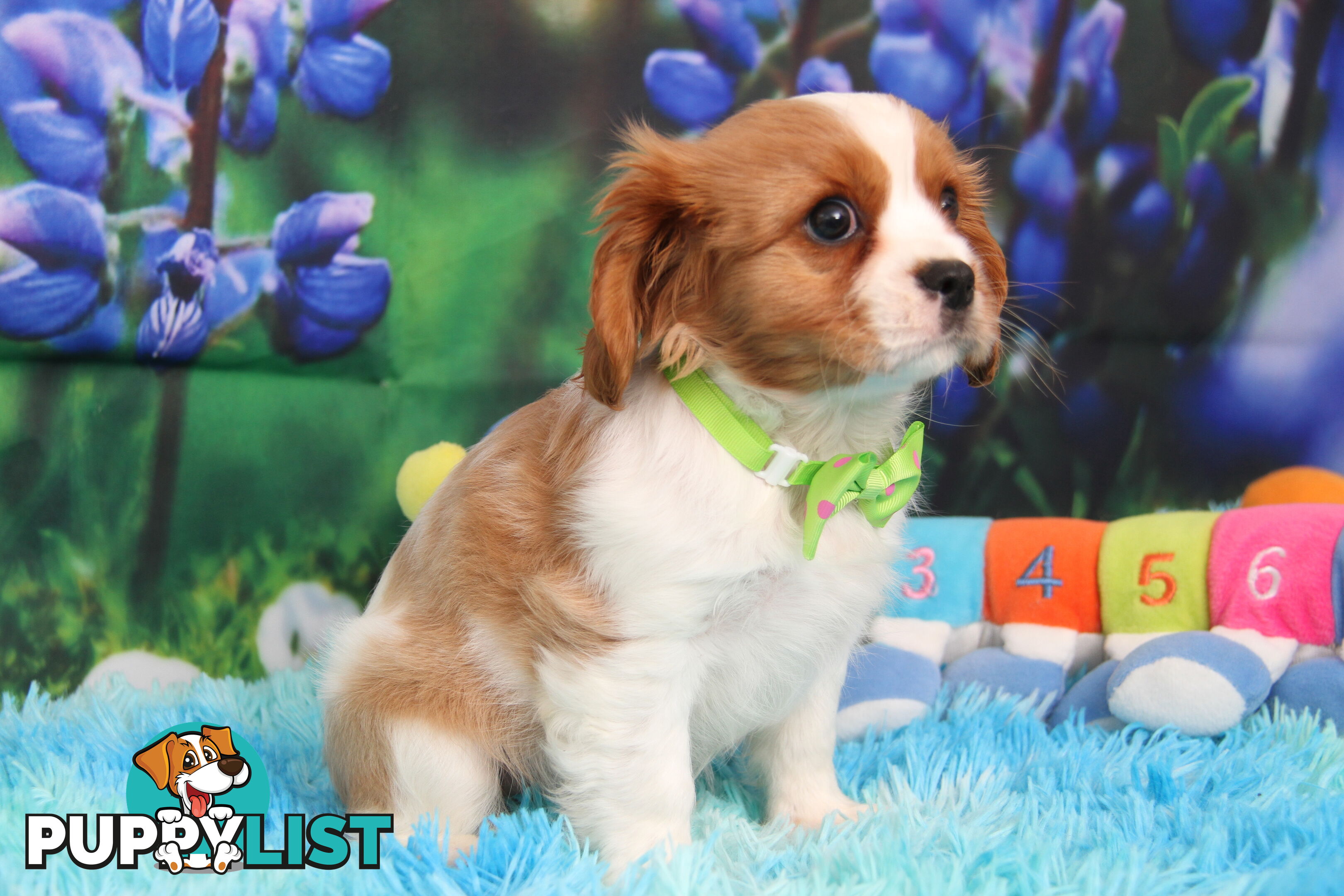 CAVALIER KING CHARLES MALE PUPPIES DNA CLEAR CUTE & CUDDLY