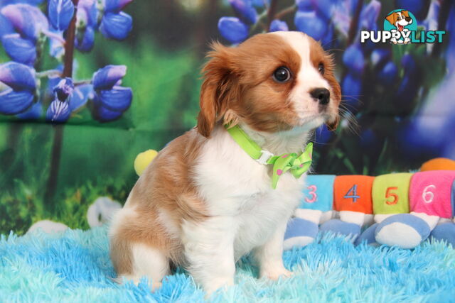 CAVALIER KING CHARLES MALE PUPPIES DNA CLEAR CUTE & CUDDLY